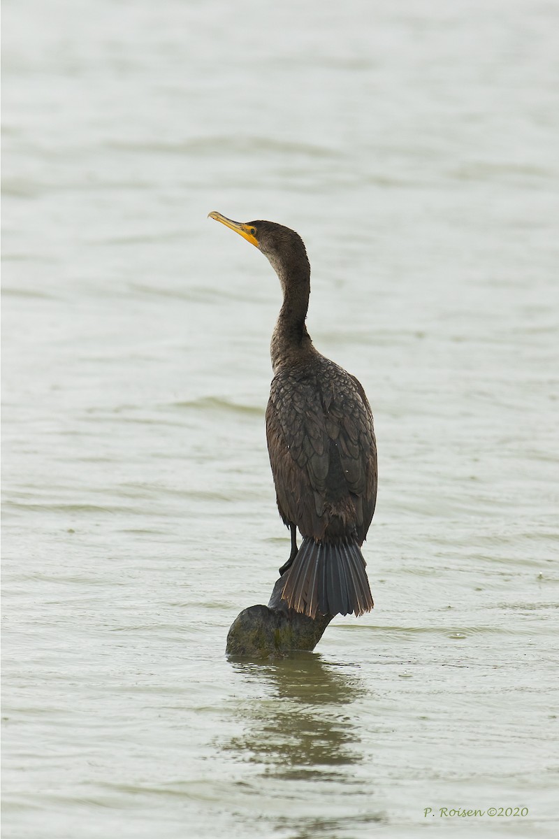 Cormorán Orejudo - ML620718913