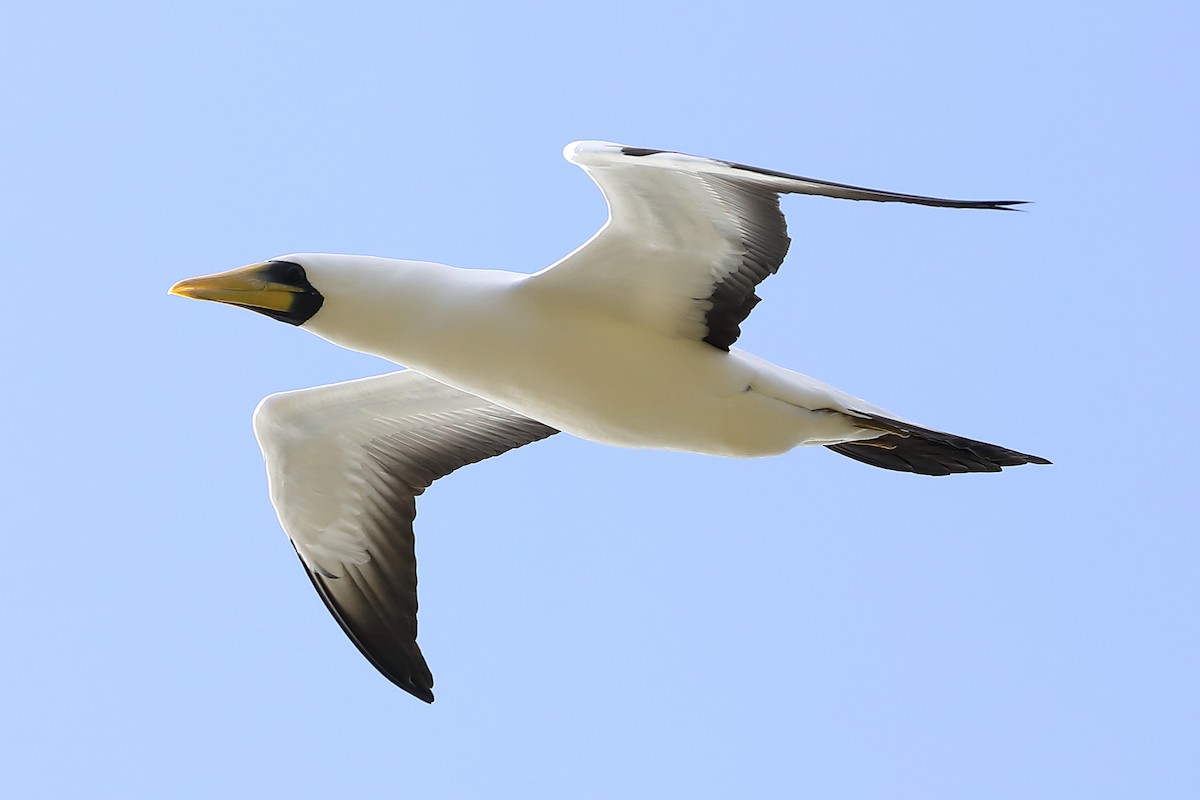 Masked Booby - ML620718918