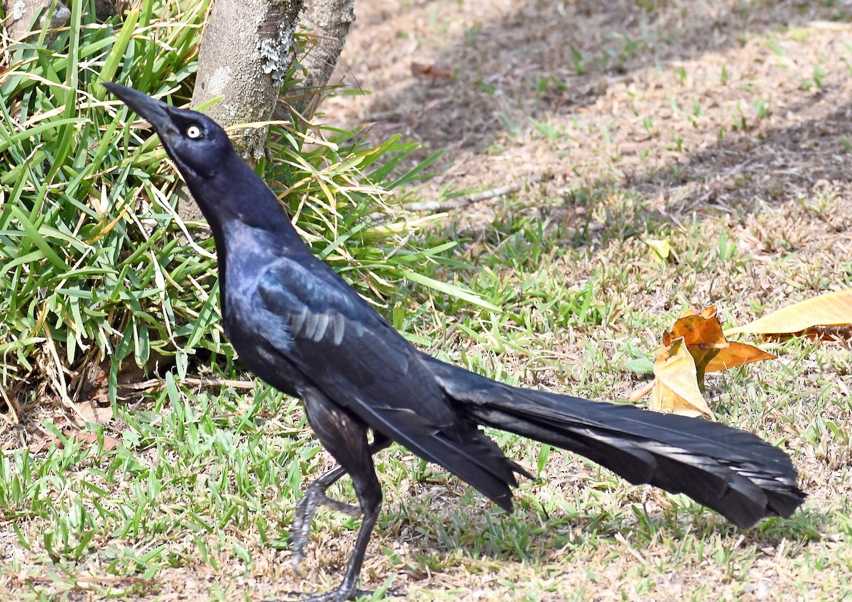 Great-tailed Grackle - ML620718919