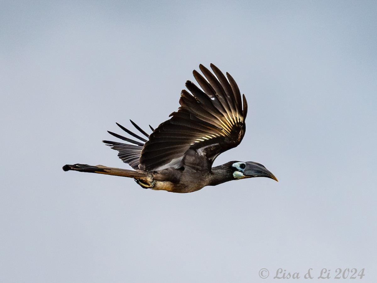 Bushy-crested Hornbill - ML620718920