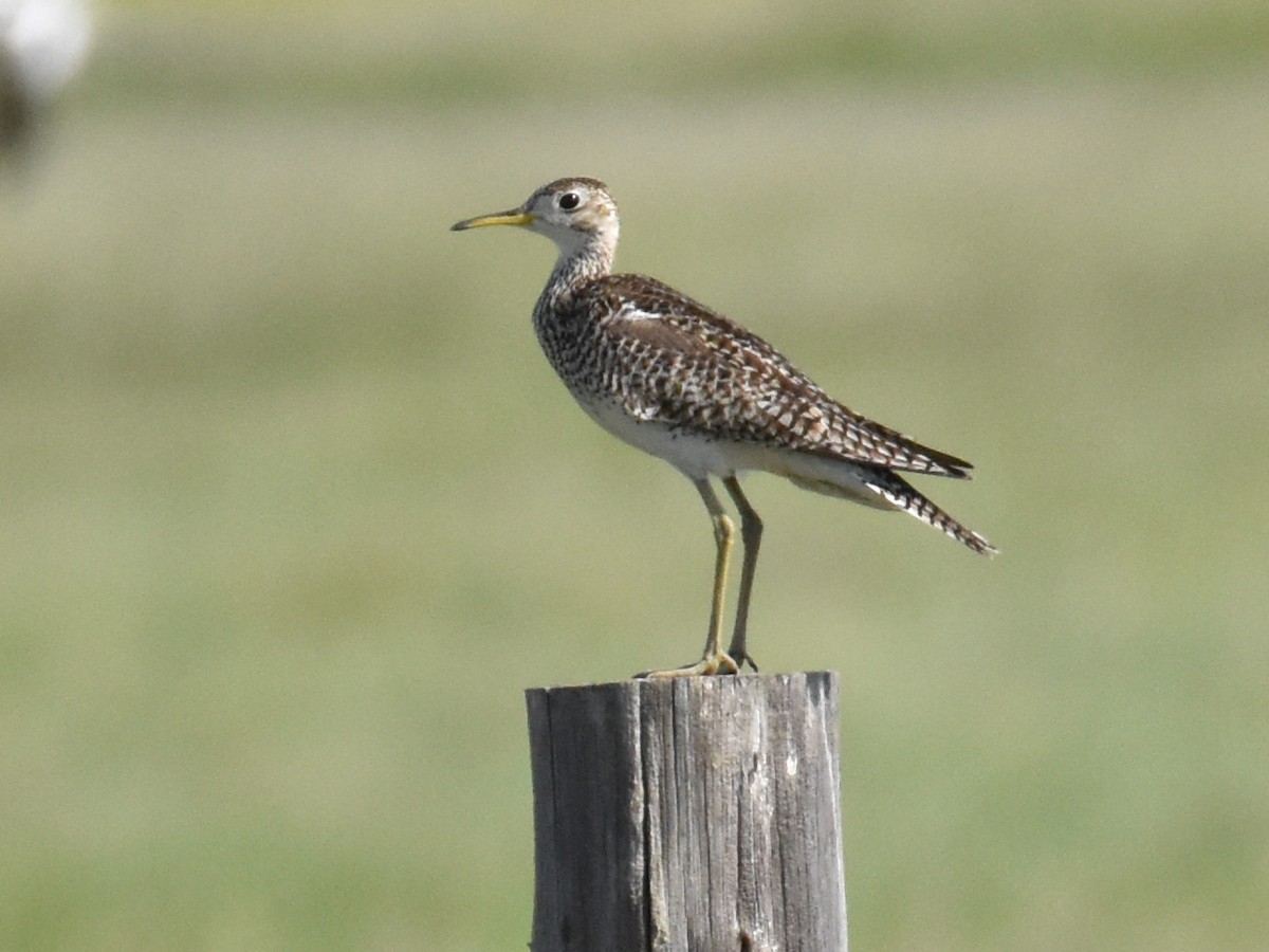 Upland Sandpiper - ML620718928