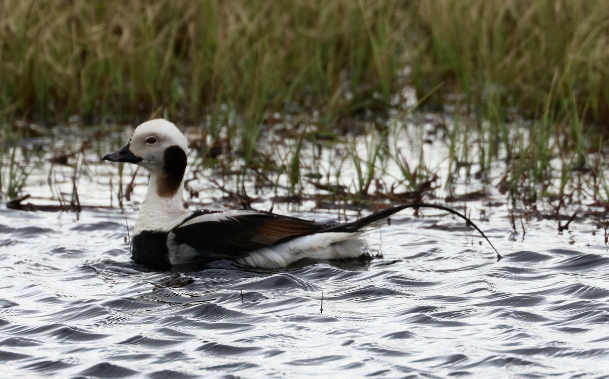 Long-tailed Duck - ML620718929