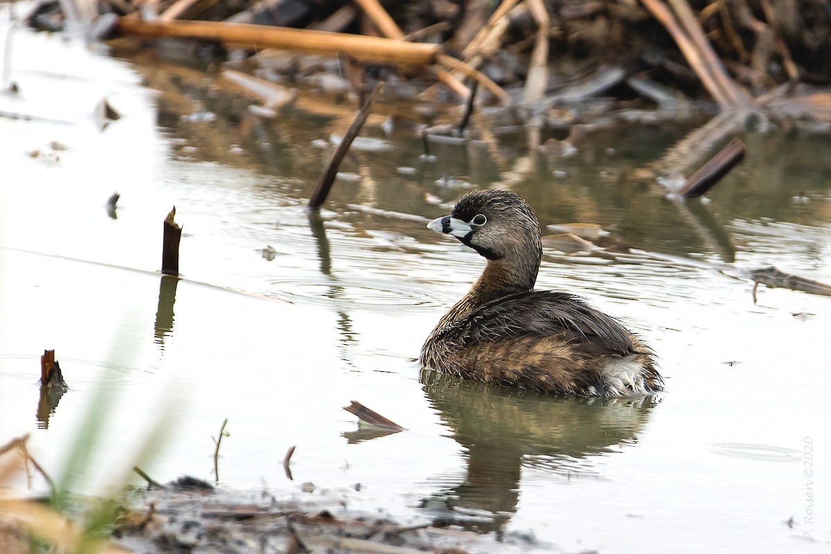 Pied-billed Grebe - ML620718933