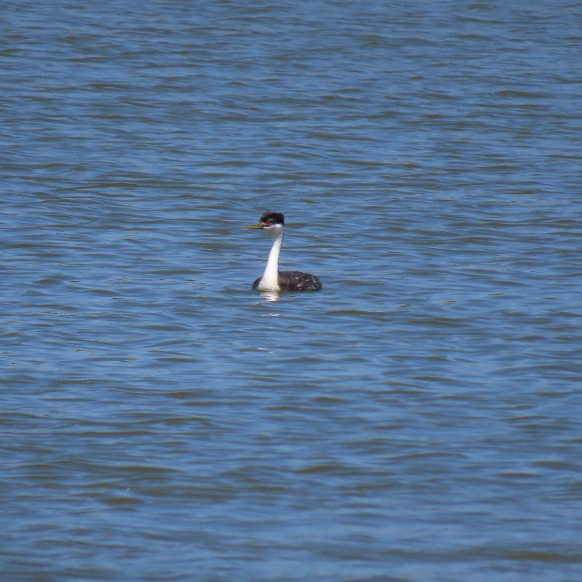 Western Grebe - ML620718935