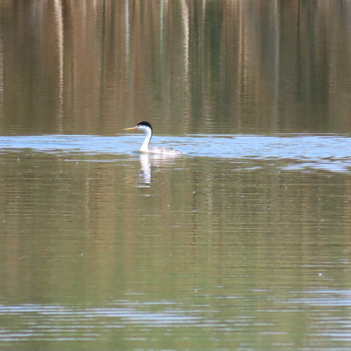 Clark's Grebe - ML620718938