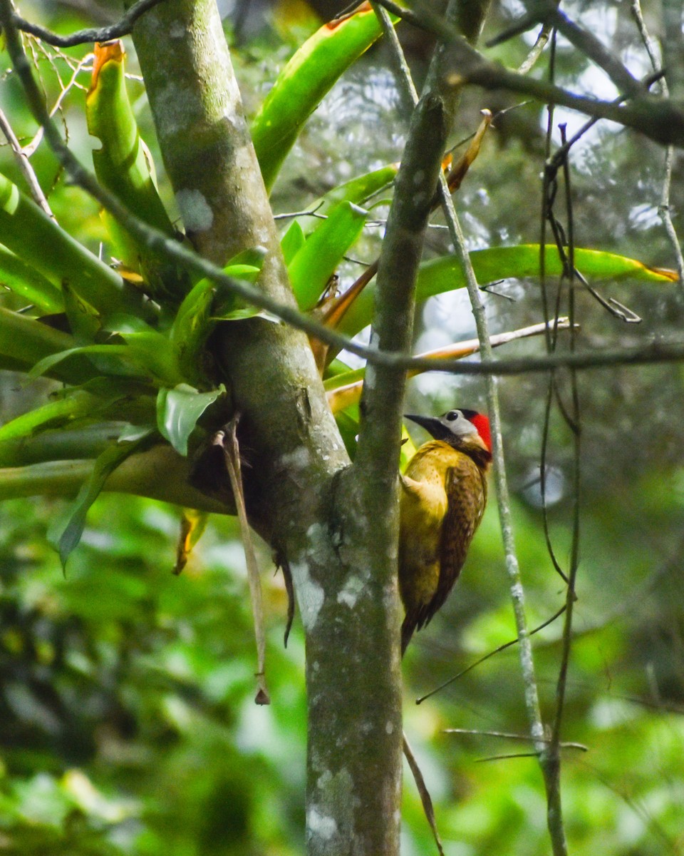 Spot-breasted Woodpecker - ML620718940