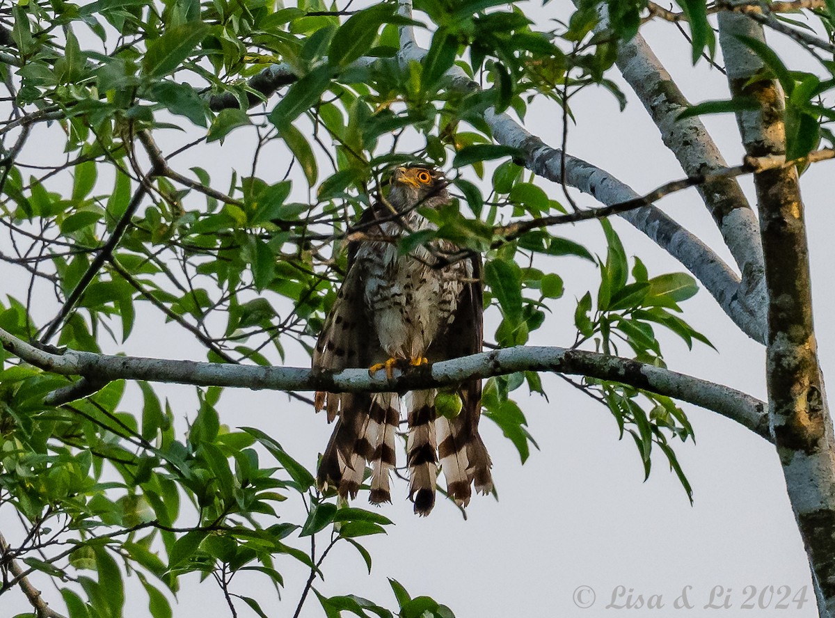 Crested Goshawk - ML620718941