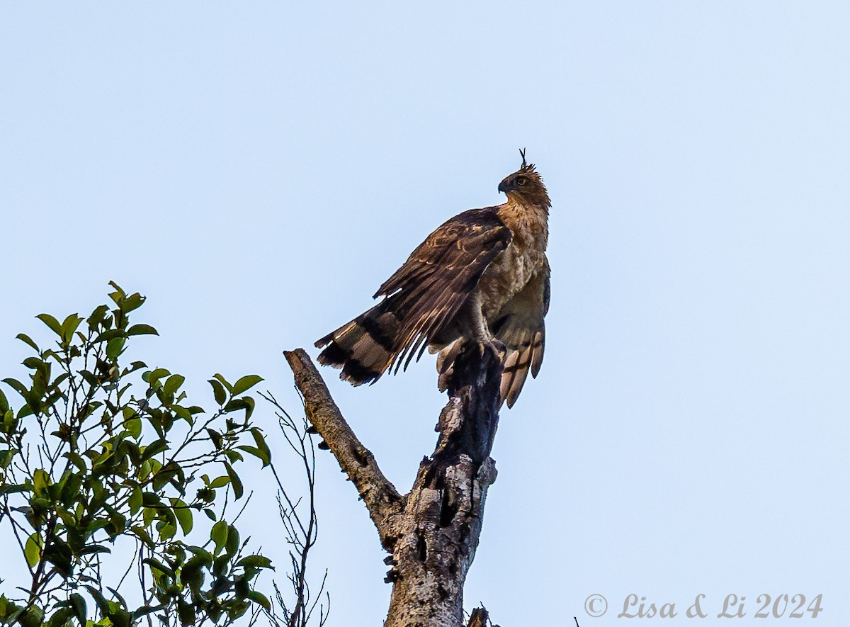 Wallace's Hawk-Eagle - ML620718944