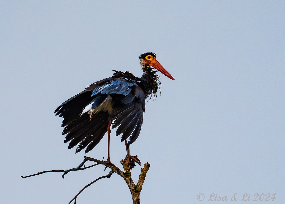 Höckerstorch - ML620718945