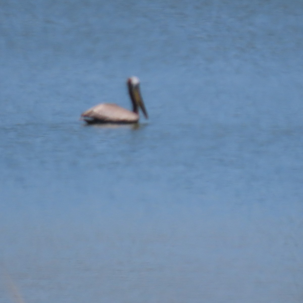 Brown Pelican - ML620718946