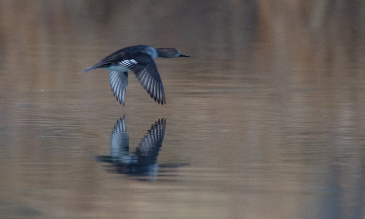 Hooded Merganser - ML620718947