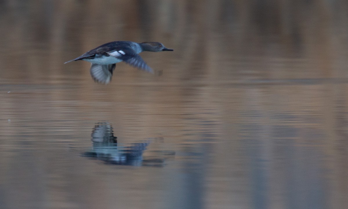 Hooded Merganser - ML620718948