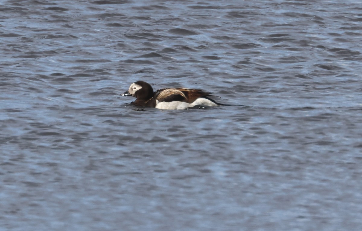 Long-tailed Duck - ML620718949