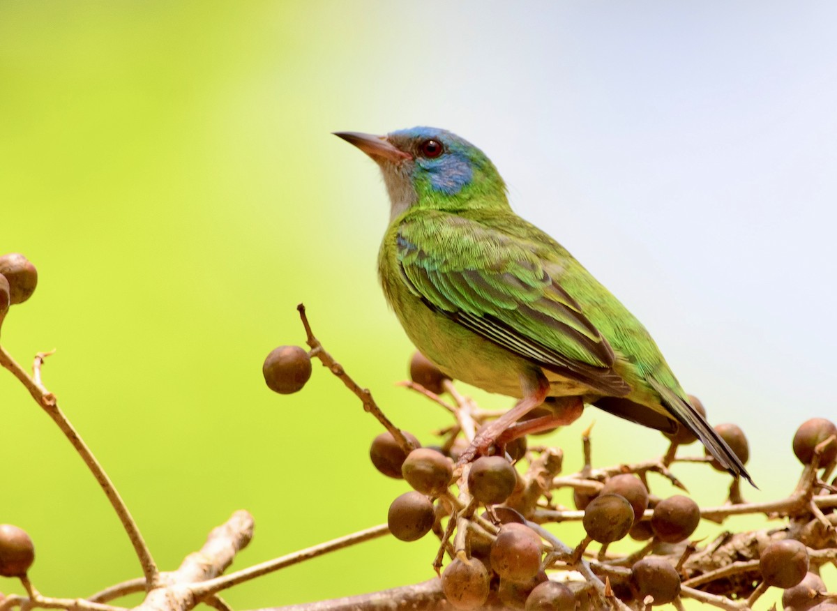 Blue Dacnis - ML620718950