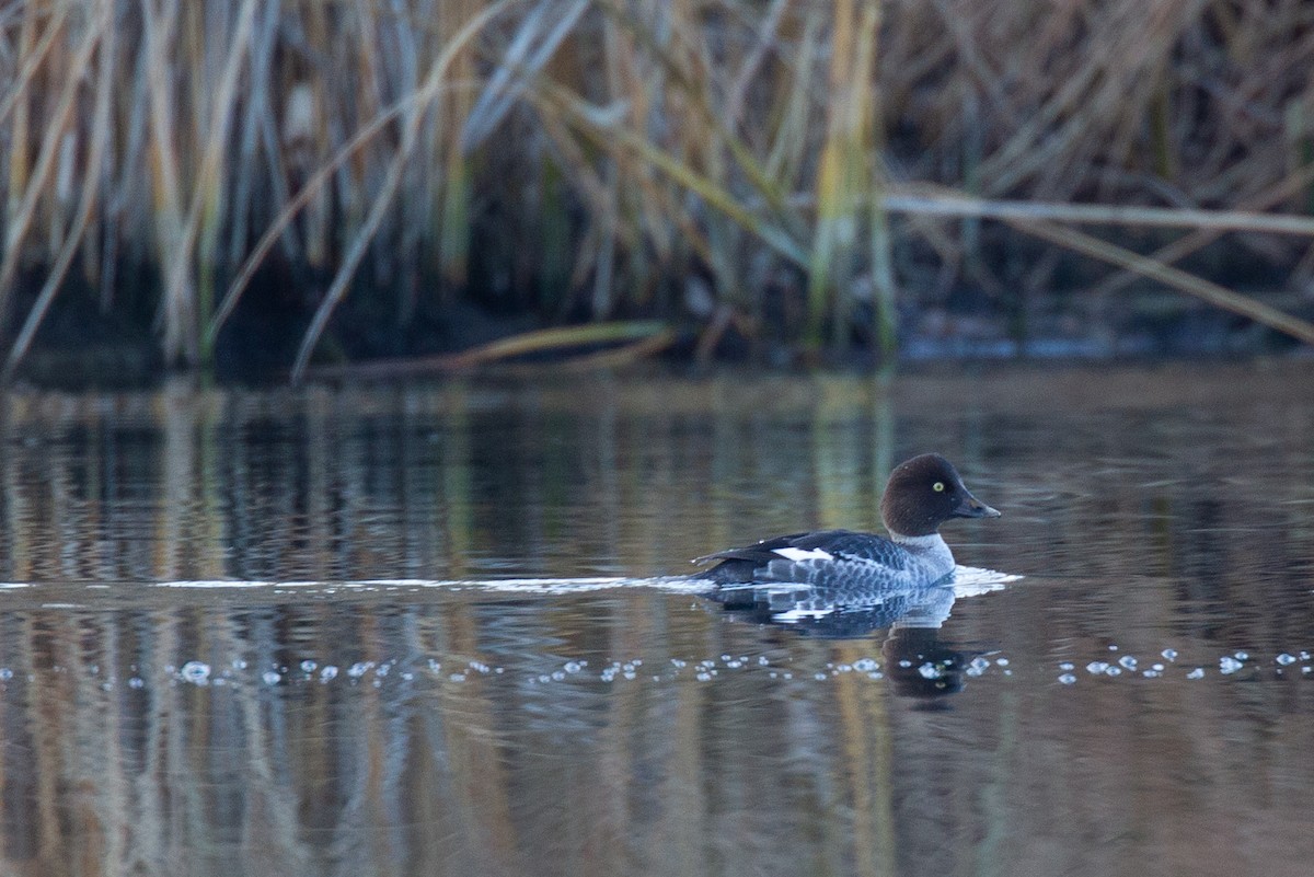 Common Goldeneye - ML620718951