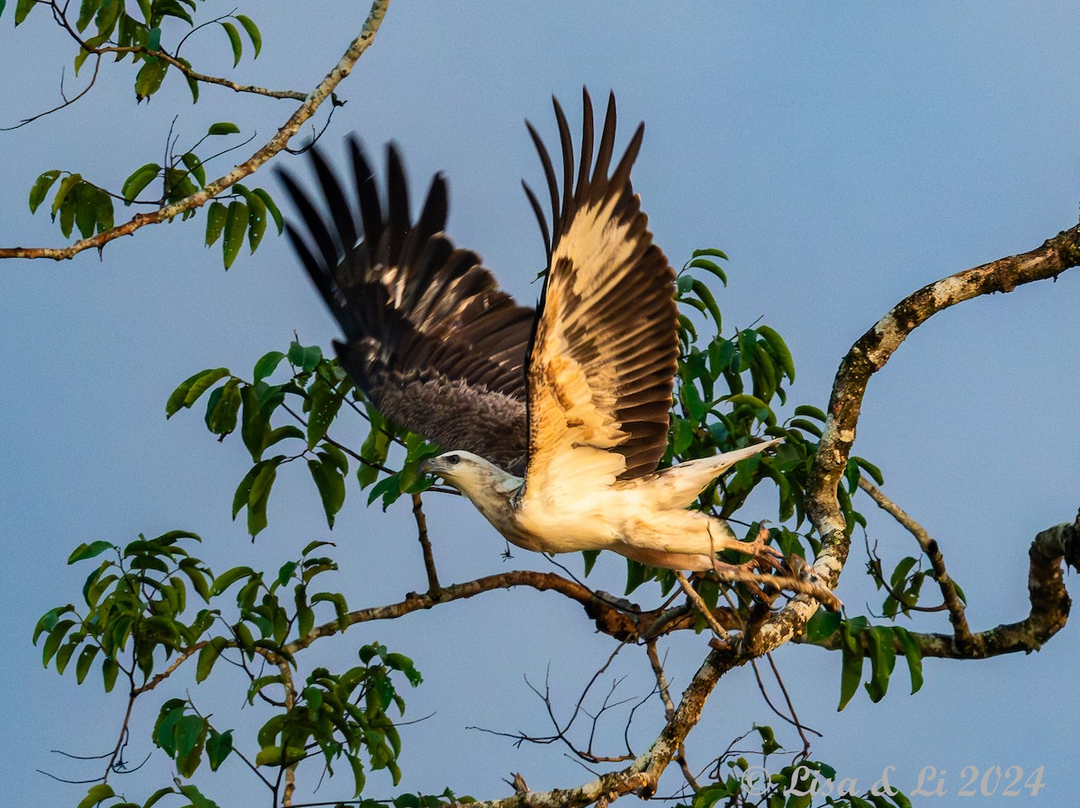 White-bellied Sea-Eagle - ML620718952