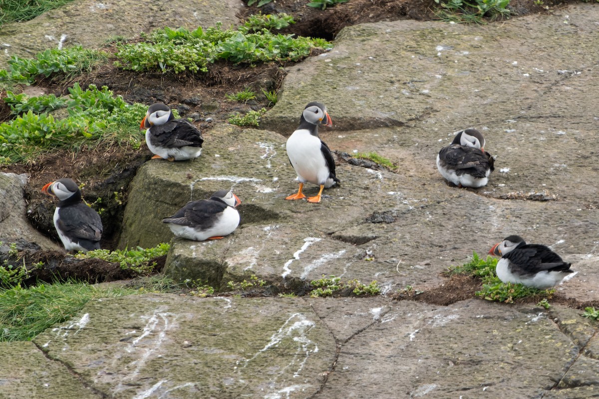 Atlantic Puffin - ML620718955