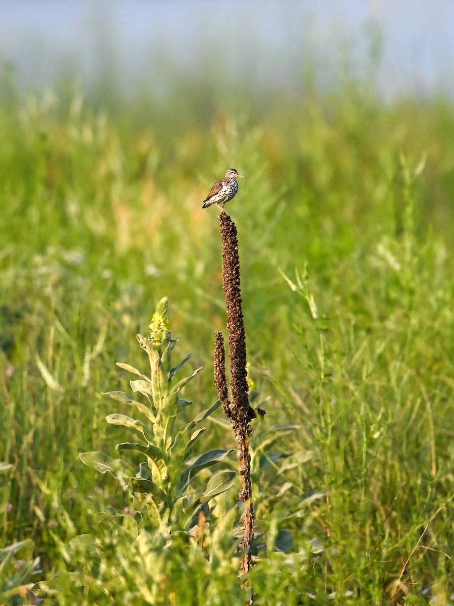 Spotted Sandpiper - ML620718966