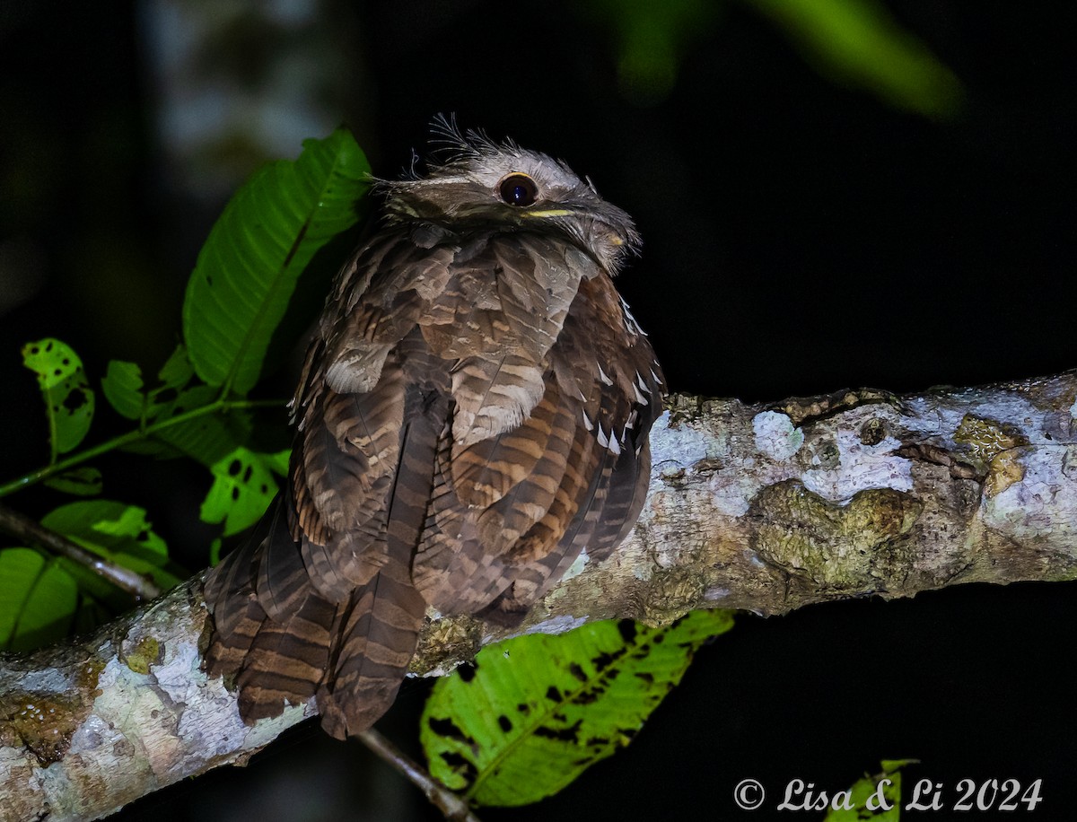 Large Frogmouth - ML620718974