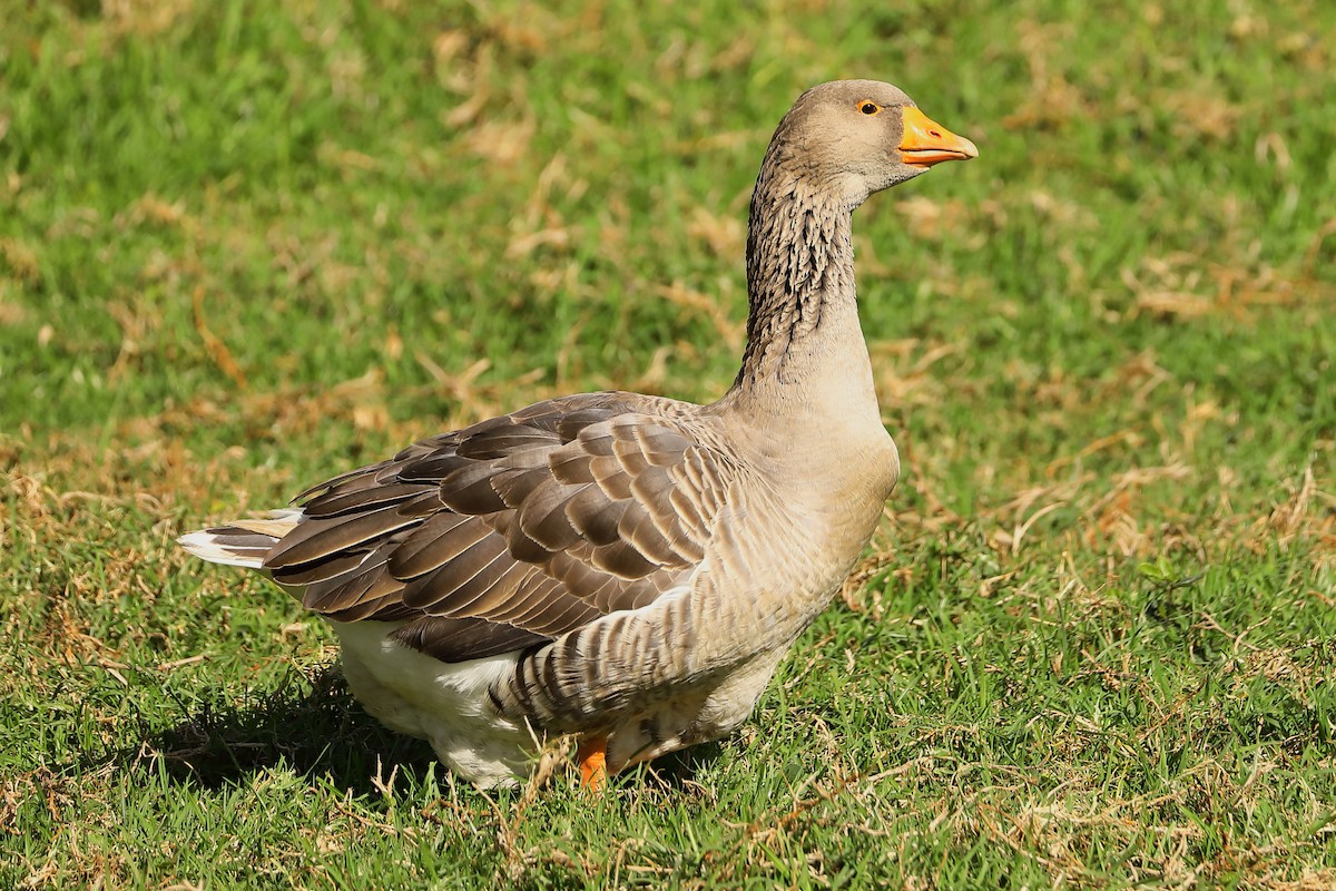 Graylag Goose (Domestic type) - ML620718975