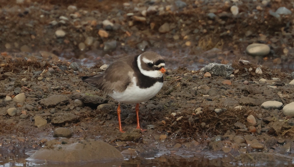 Common Ringed Plover - ML620718977