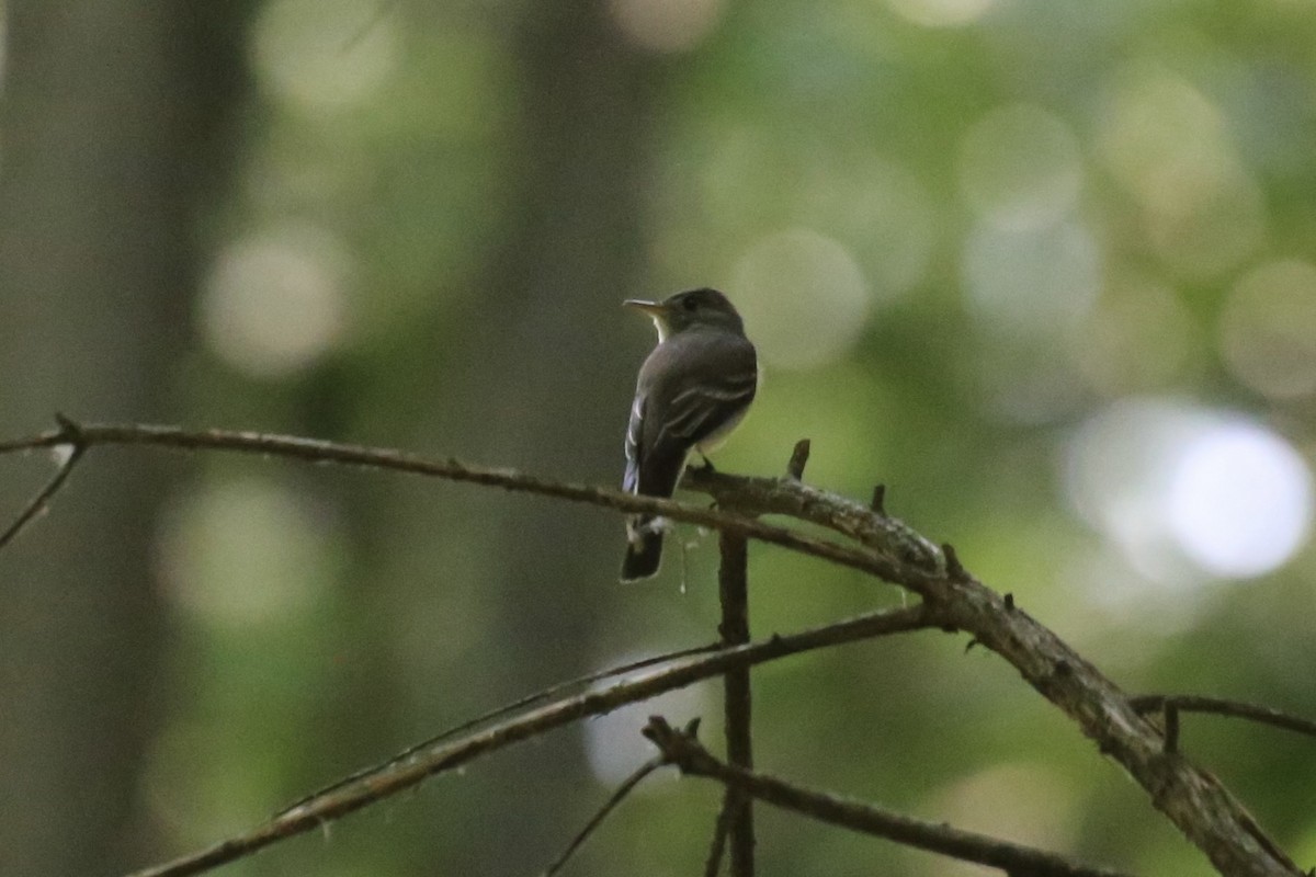 Eastern Wood-Pewee - ML620718981