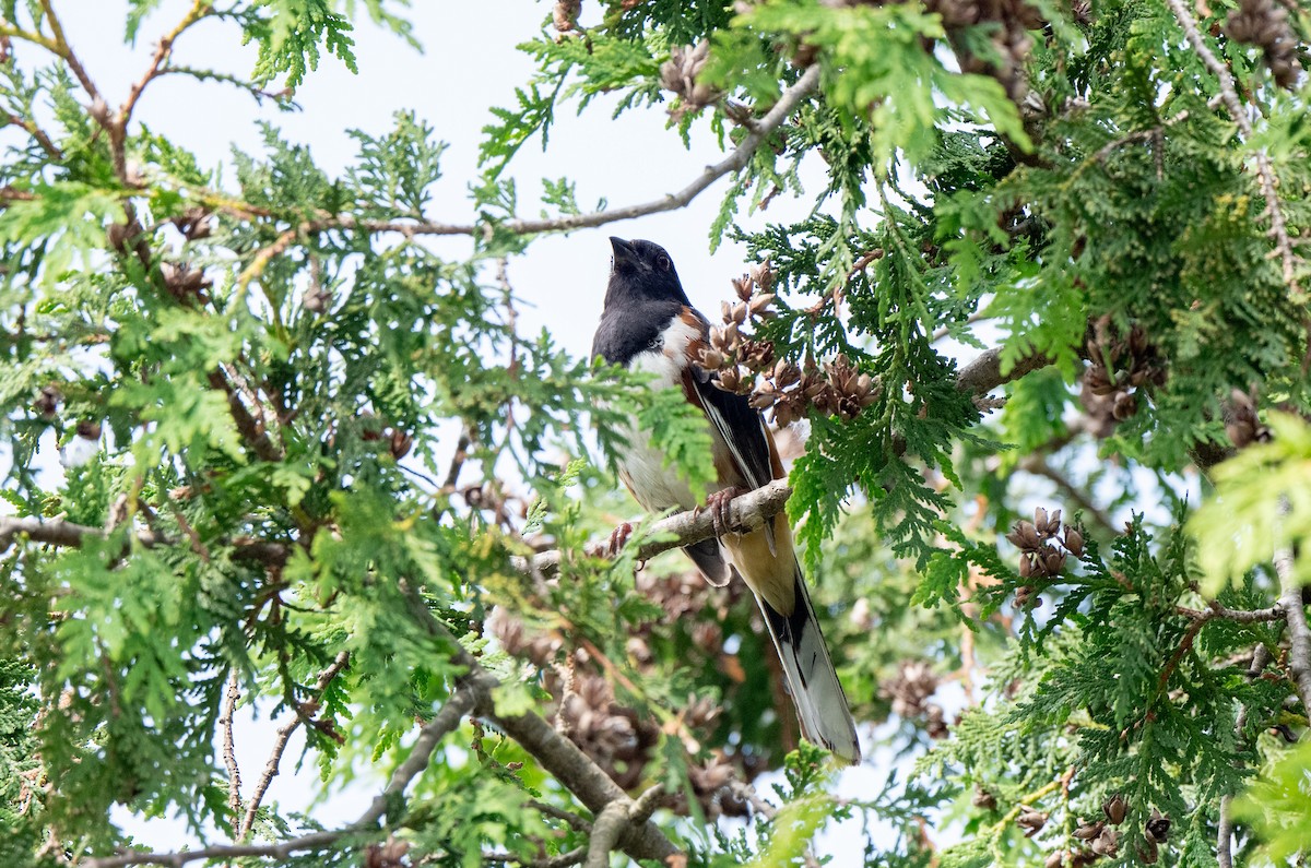 Eastern Towhee - ML620718982