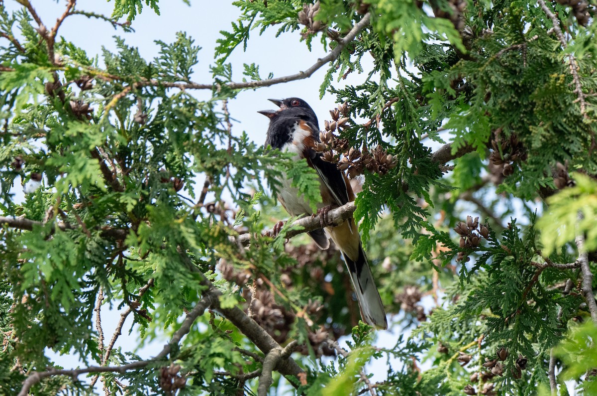 Eastern Towhee - ML620718983