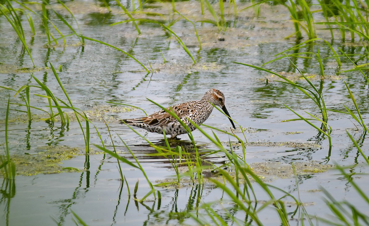 Stilt Sandpiper - ML620718984