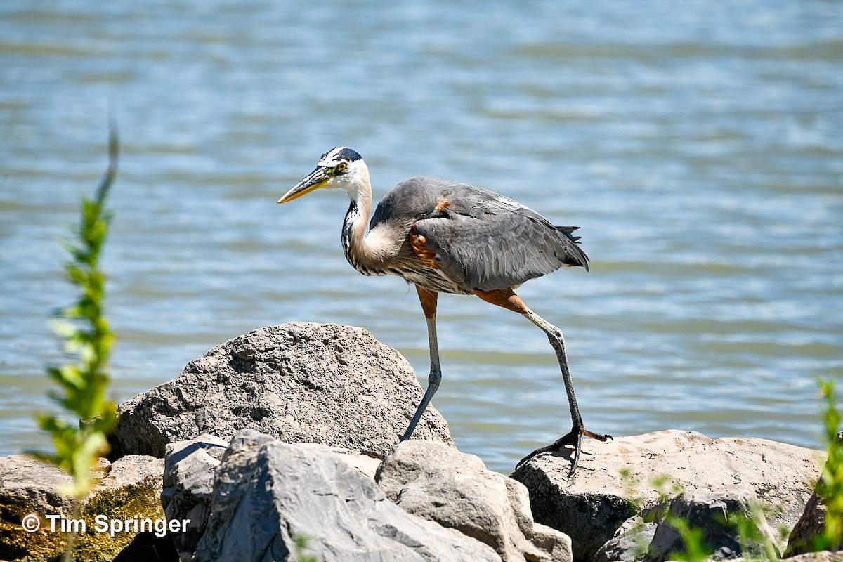 Great Blue Heron - ML620718986