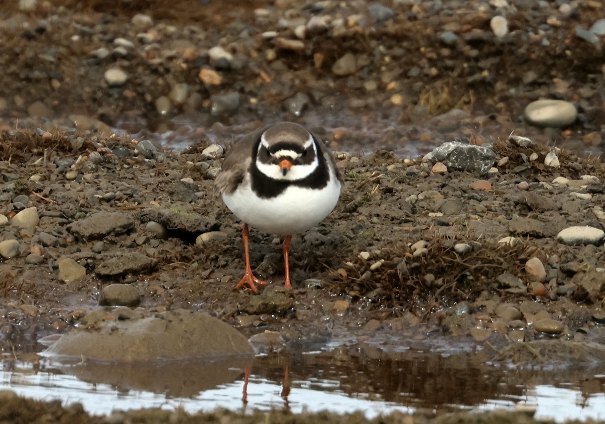 Common Ringed Plover - ML620718987