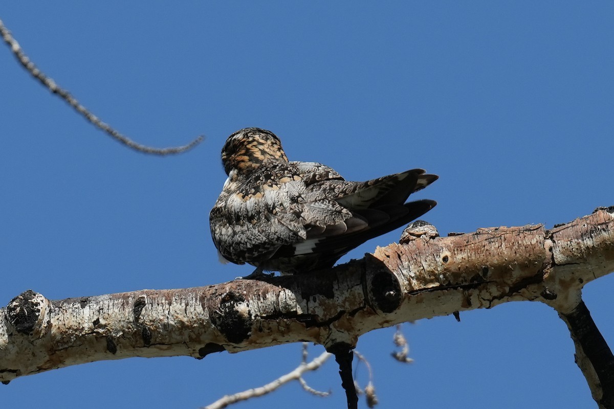 Common Nighthawk - ML620718988