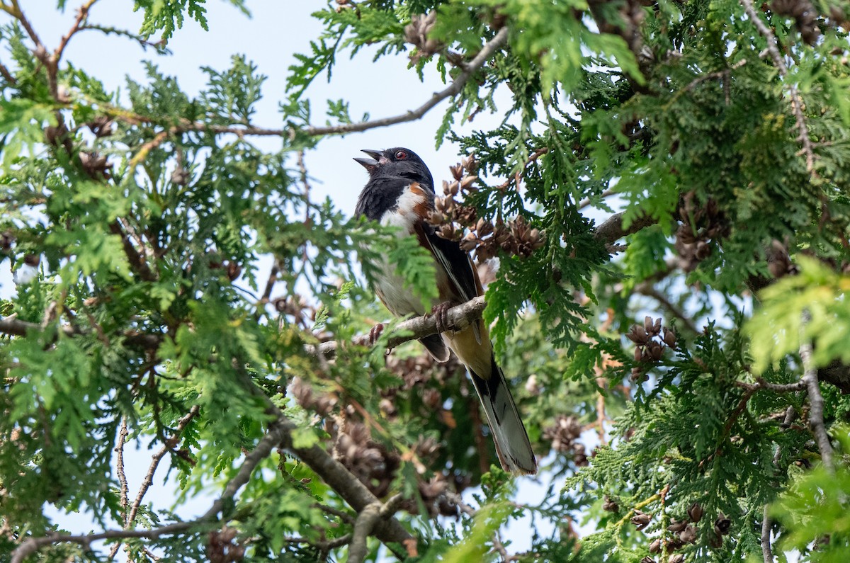 Eastern Towhee - ML620718991