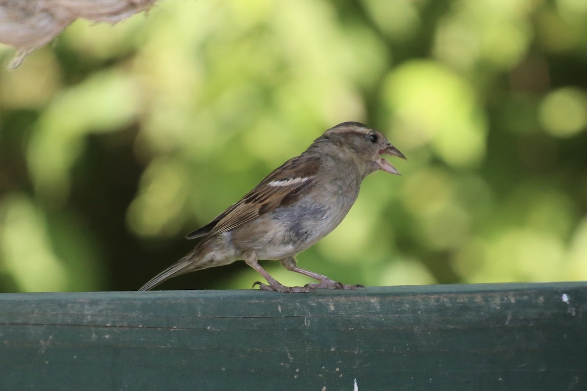 House Sparrow - ML620718992