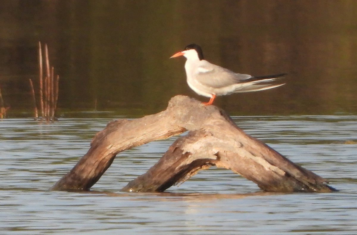 Common Tern - ML620718993