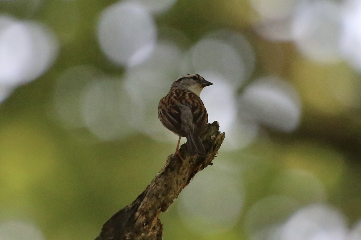 Chipping Sparrow - ML620718994
