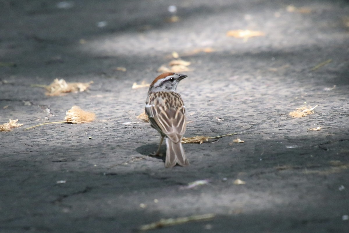 Chipping Sparrow - Emma Herald and Haley Boone