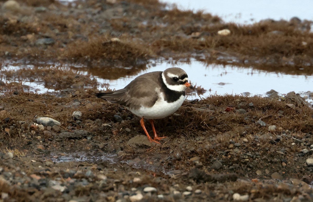 Common Ringed Plover - ML620718996