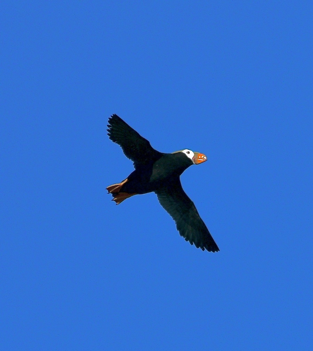 Tufted Puffin - Norman Eshoo