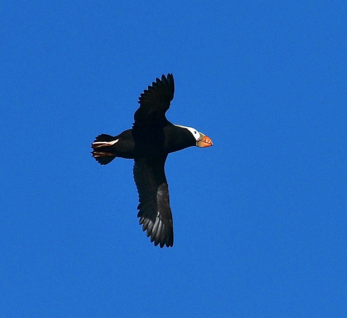 Tufted Puffin - ML620718999