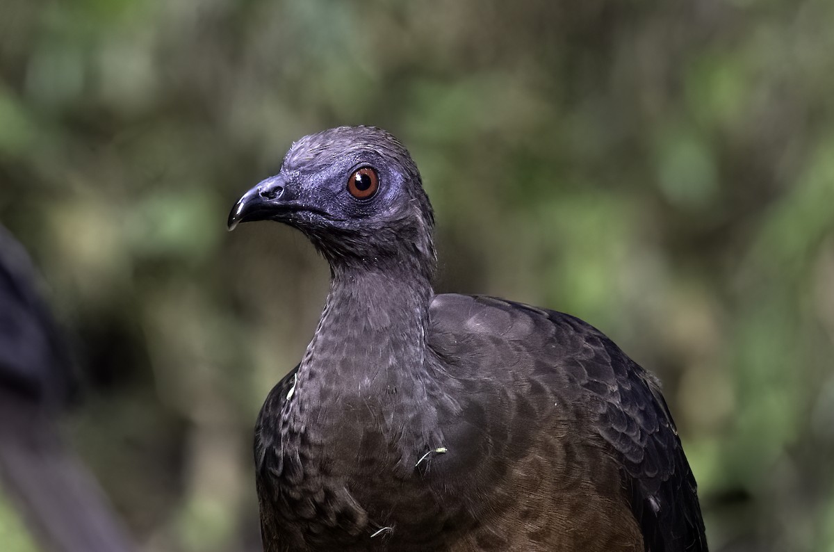 Sickle-winged Guan - ML620719000