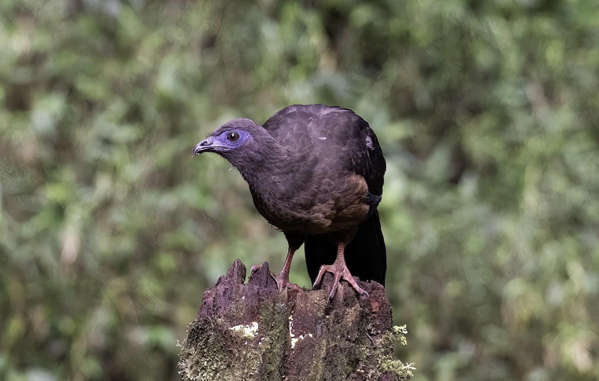 Sickle-winged Guan - ML620719001