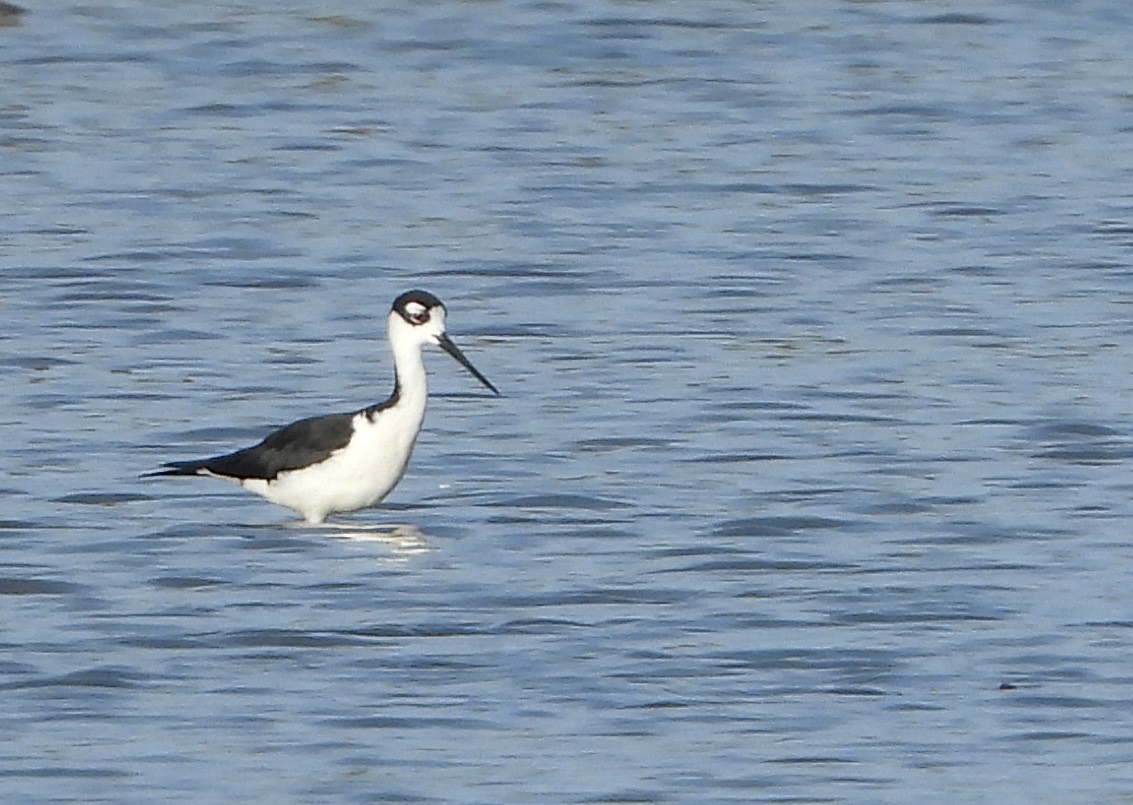 Schwarznacken-Stelzenläufer - ML620719002