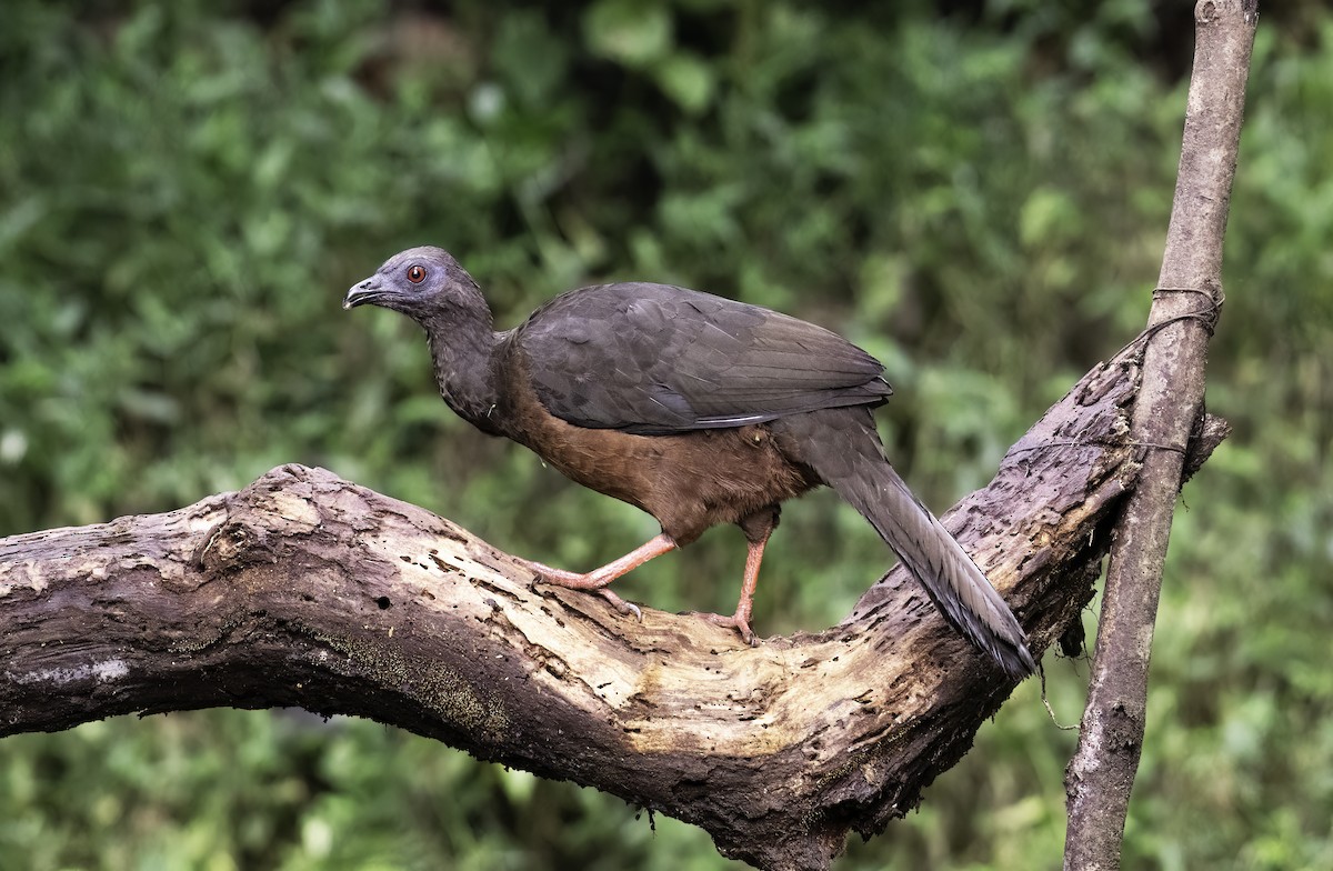 Sickle-winged Guan - ML620719004