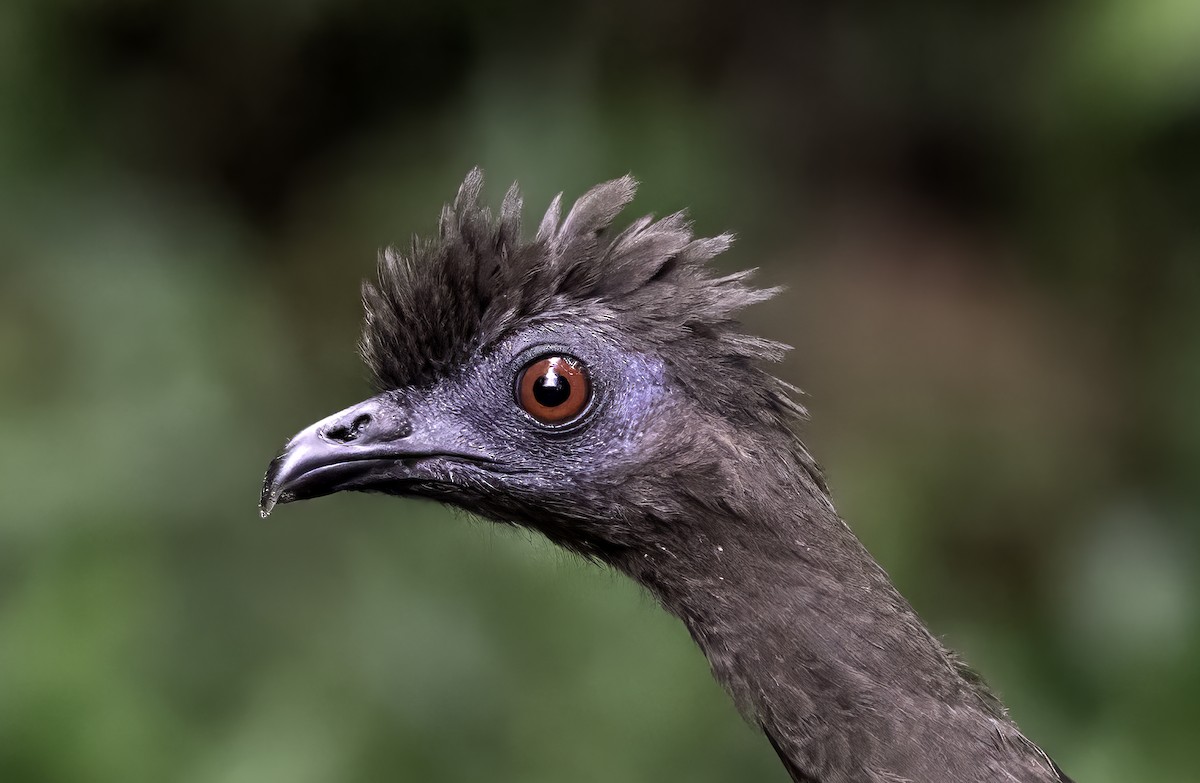 Sickle-winged Guan - ML620719005