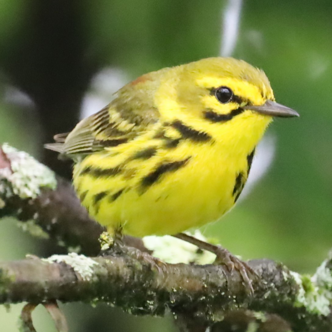 Prairie Warbler - ML620719006