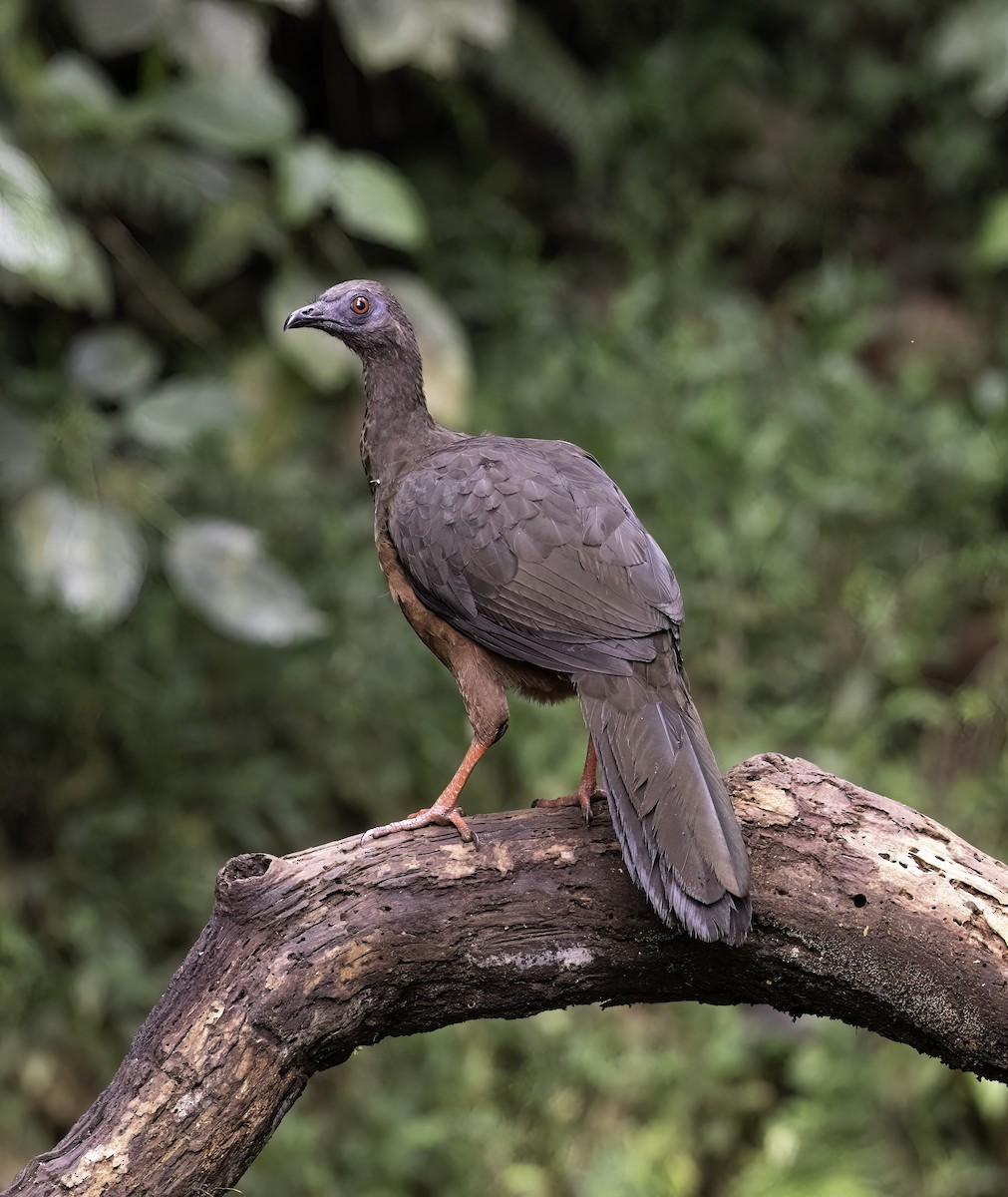 Sickle-winged Guan - ML620719007
