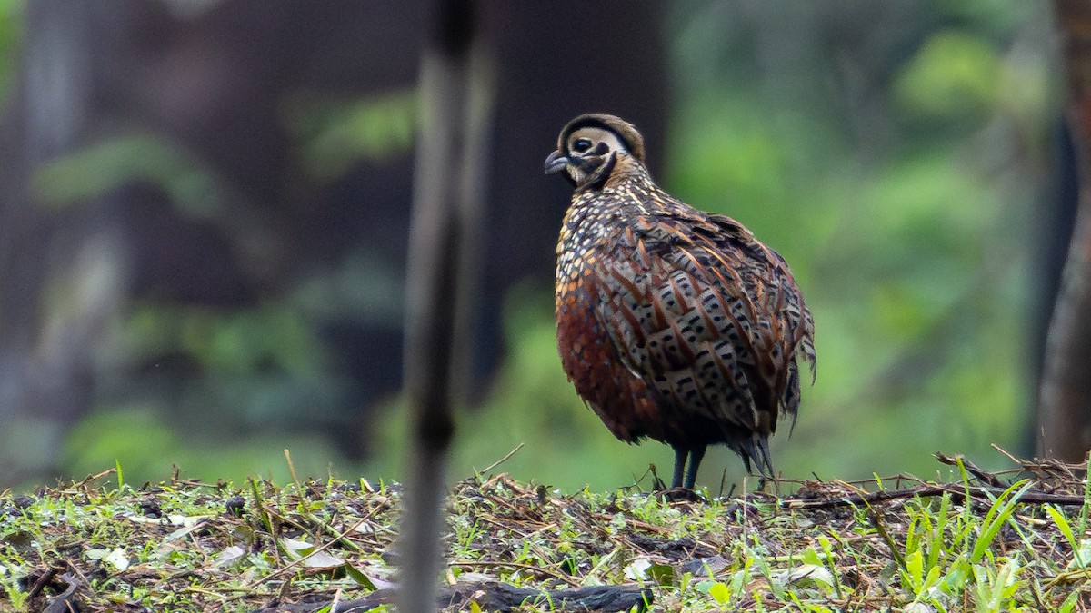 Ocellated Quail - ML620719008