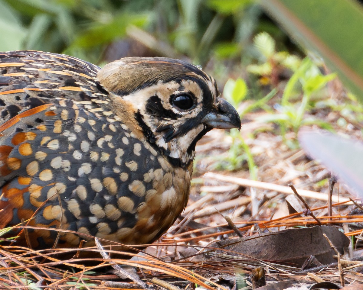 Ocellated Quail - ML620719009