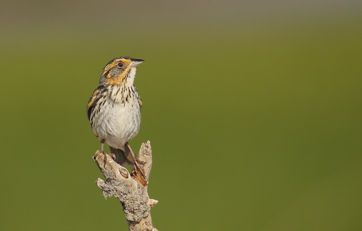 Saltmarsh Sparrow - ML62071901